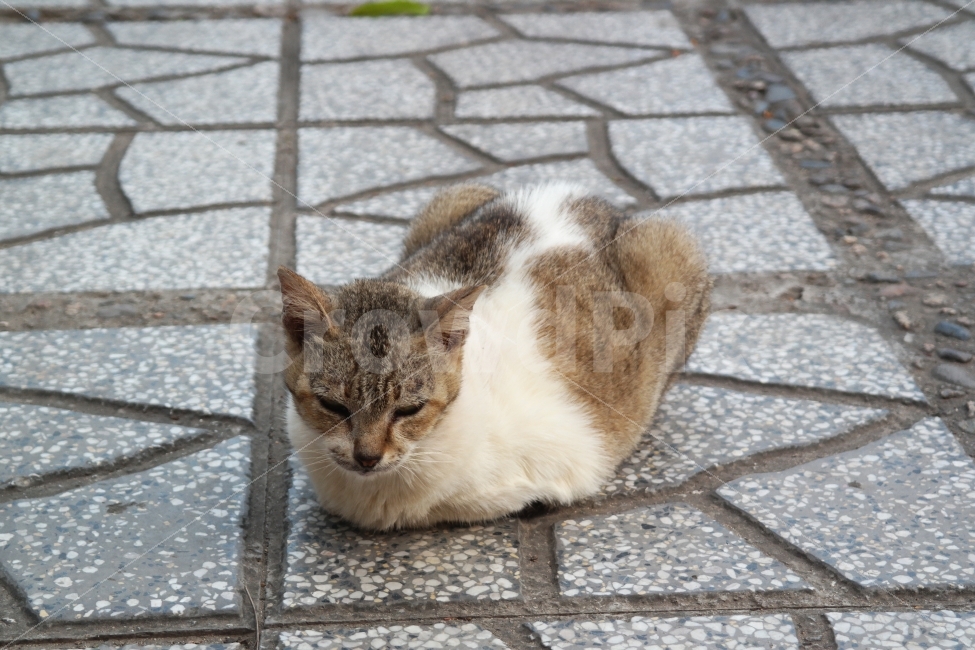고양이,베트남고양이,길냥이,식빵자세,졸림,춘곤증,동물,animal,고양이,cat,kitten,kitty,포유류,mammal