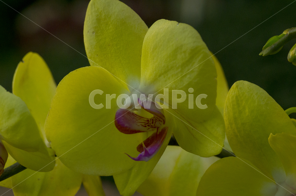 난,난초,오키드,노란꽃,노랑꽃,꽃,호접란