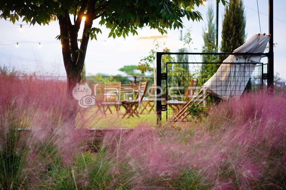 감성소품,핑크뮬리,자연광스튜디오,풍경사진,감성사진,감성샷,풍경,핑크뮬리도,정원풍경,사진작가,정원디자인,감성스냅,핑크뮬리보다