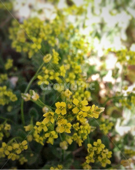 plant,식물,spring,yellow,wildflowers,봄,야생화,노란색