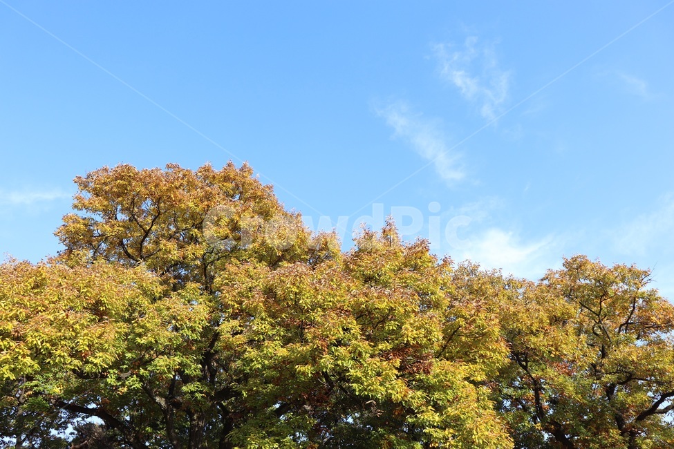 가을,그네,풍경,나무,단풍,가을하늘,하늘,가을,계절,fall,autumn,season,tree,plant,식물,tree trunk,나무 줄기