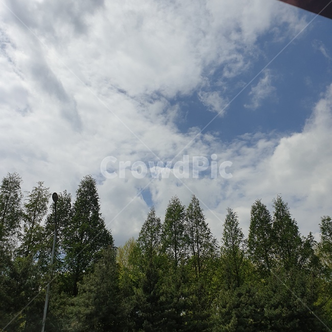 하늘,구름,나무,sky,tree