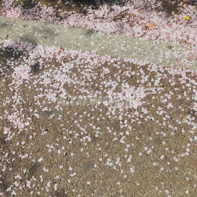 자연,nature,벚꽃,꽃잎,4월,나무