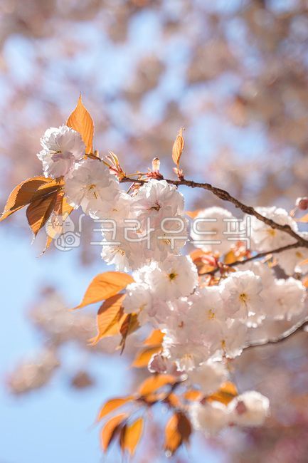 atmosphere,pink,color,mood,springs,cherryblossom,spring,Double cherry blossoms,Scent of spring,season,colorsense,Emotion,sensible,sky,blossom,warmth,nature,Color,clear,feeling,shine,flower,colorsensitivity,outdoor,sunlight,light,background,feelingofcolor