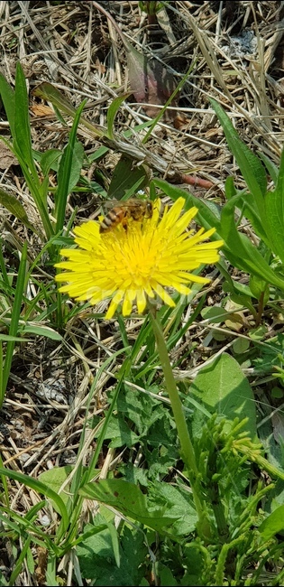 봄,꽃,벌,민들레,자연,봄,계절,spring,season,식물,자연,plants,nature,꽃,flower,동물,animal,곤충,벌레,insect,bug,plant