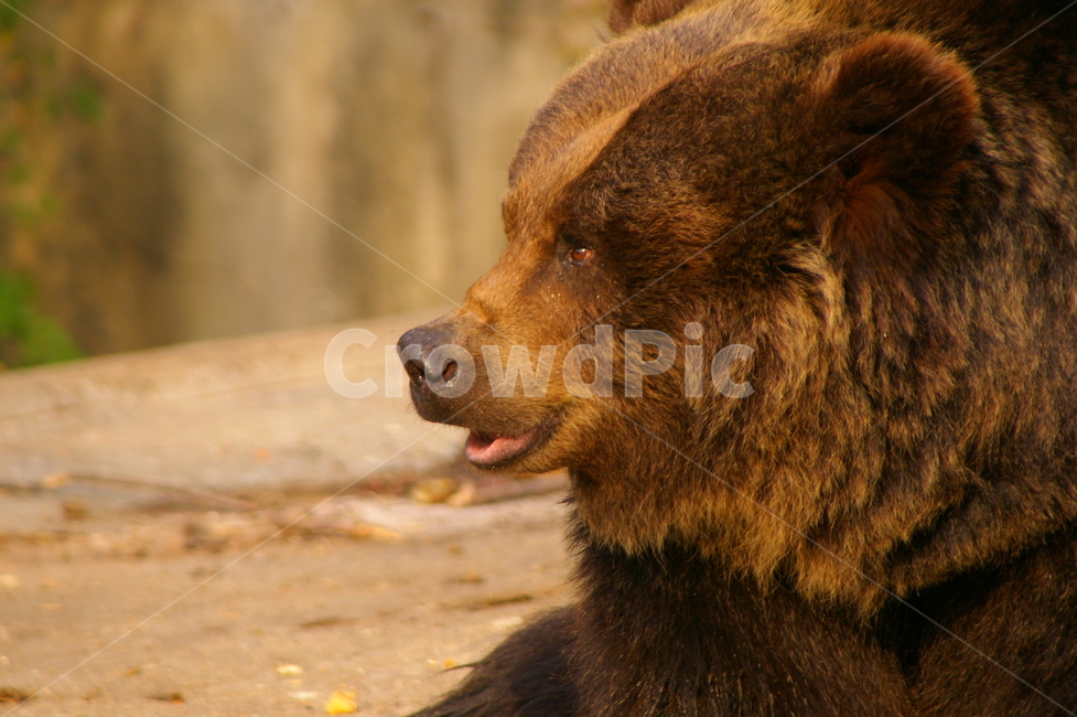 곰,동물,bear,animal,포유류,야생동물,동물,animal,포유류,mammal
