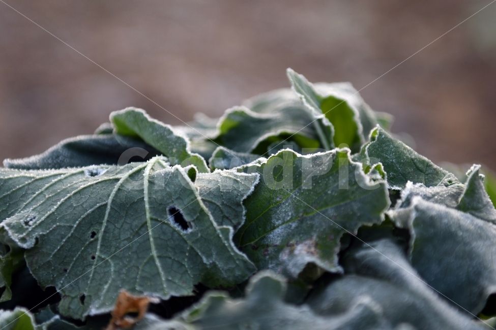 서리,첫서리,첫서리배추,배추,겨울,초겨울,늑가을,서리꽃,꽃,겨울,계절,winter,season,식물,자연,plants,nature,채소,야채,vegetables