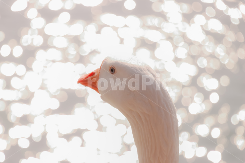 거위,goose,animal,동물,빛,감성,감정,동물,animal,조류,새,birds