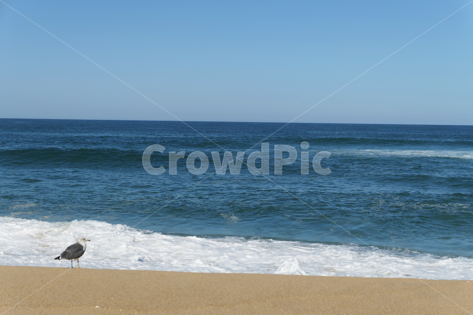 새,동물,animal,seagull,gull,바다,모래,하늘,sky,sea,sand,갈매기,혼자,alone,파도,wave,해변,바다,beach,sea,동물,animal,조류,새,birds
