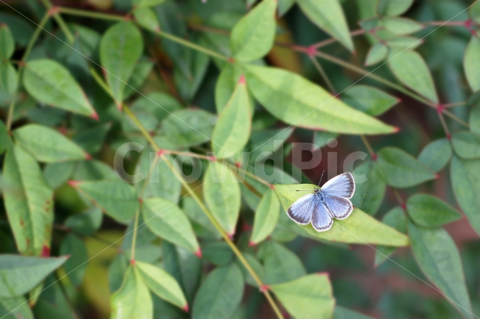 화단,나비,풀,가지,초점,흐림,자연,나방,식물,자연,plants,nature,동물,animal,곤충,벌레,insect,bug