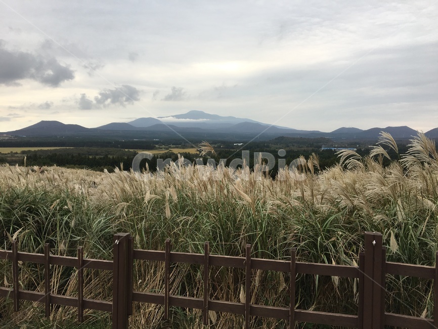 억새,억새밭,풍경,가을풍경,가을꽃