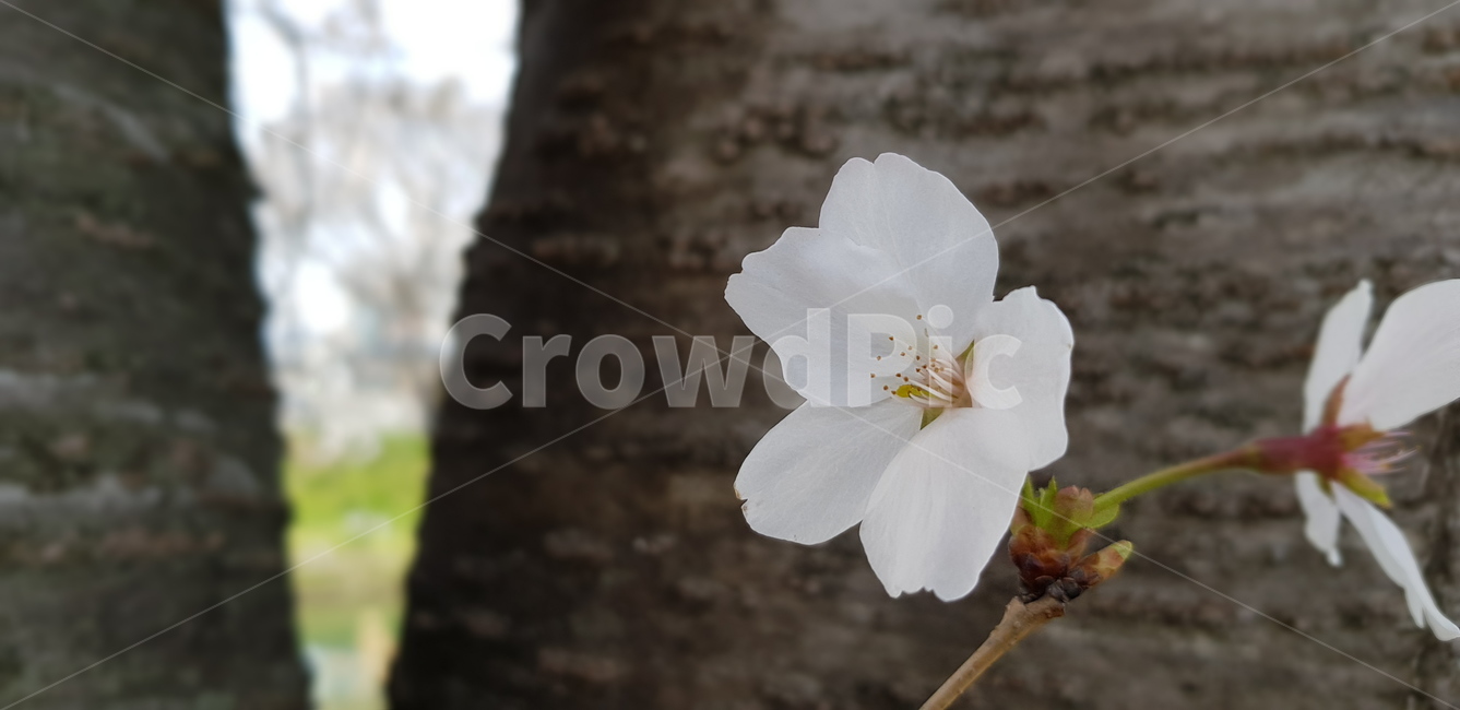 plant,식물,flower,벚꽃,blossom