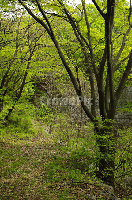 나무,숲,식물,자연,봄,자연,풍경,nature,landscape,tree,tree trunk,나무 줄기,plant