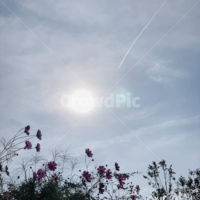 sunlight,코스모스,light,햇빛,cosmos,가을꽃,가을,autumn,자연,nature,꽃,식물,자연,plants,nature,꽃,flower