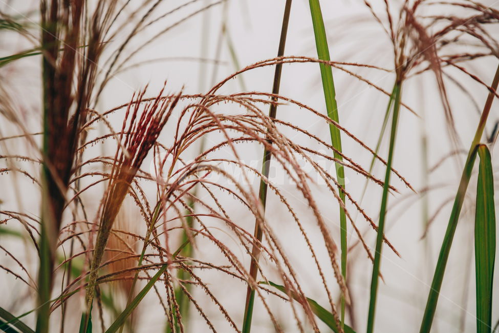 갈대,가을,식물,자연,초록,억새,가을,계절,fall,autumn,season,식물,자연,plants,nature,grass,잔디,plant,lawn,reed