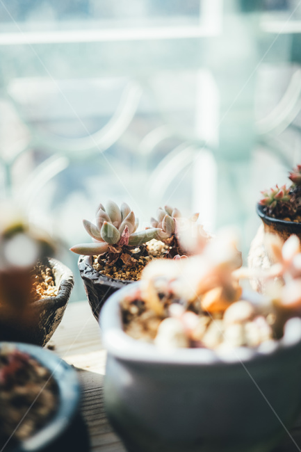 선반,다육,화분,흙,인테리어,식물,자연,plants,nature,실내용화초,화분,화초,house plant,감성,sensible,feeling,휴식,힐링,rest,relaxation,healing,인테리어,실내디자인,interior design