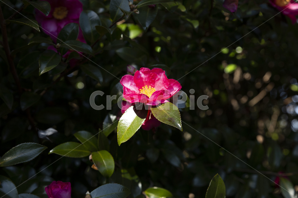 자연풍경,동백꽃,햇빛,겨울,flower,winter,식물,자연,plants,nature,꽃,flower