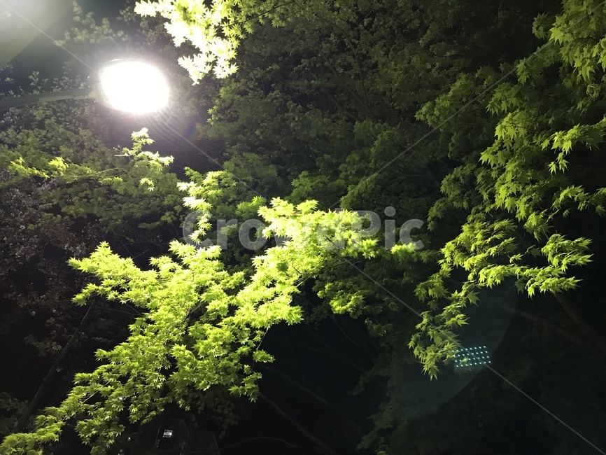 푸른색,잎사귀,나무,봄,가로등,밤,저녁,자연,풍경,nature,landscape,야경,밤,nightscape,night,light,빛,flare,플레어,sunlight,햇빛