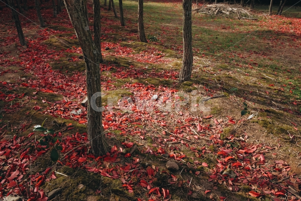 항몽유적지,제주,햇살,화살나무숲,단풍,가을,계절,fall,autumn,season,식물,자연,plants,nature,나무,trees,wood,plant,leaf,잎,tree