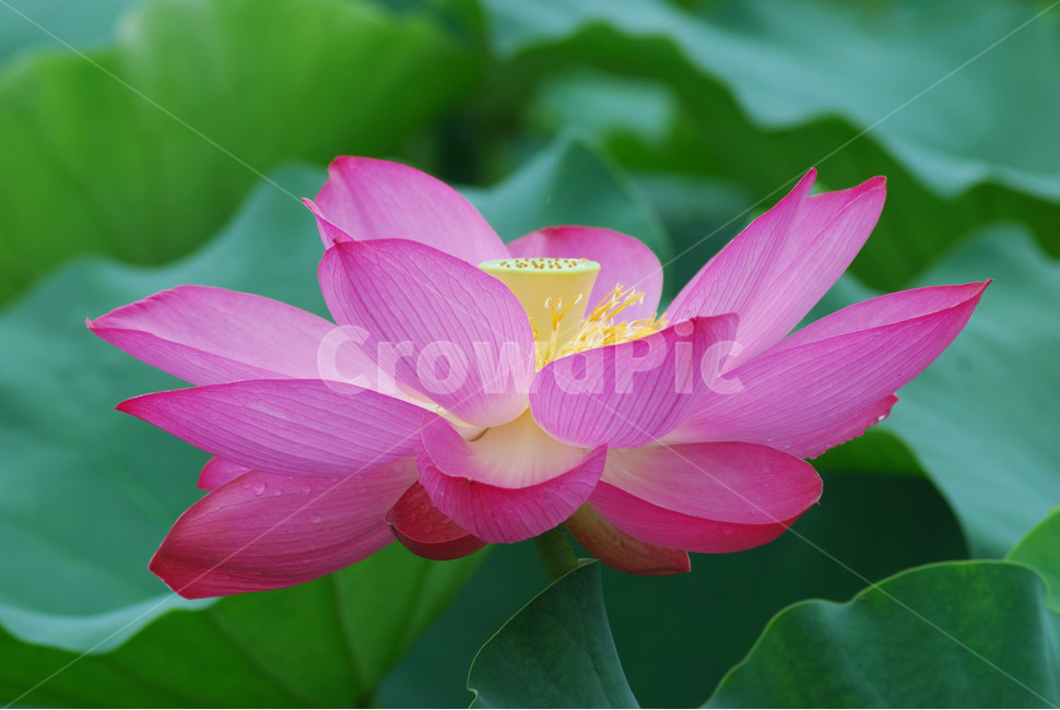 관곡지,시흥연꽃테마파크,연술,연꽃,연잎,식물,자연,plants,nature,꽃,flower