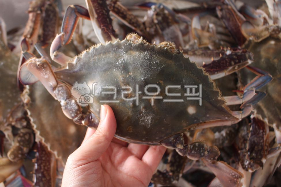 꽃게, 게, 숫꽃게, 갑각류, 해산물, 사진,이미지,일러스트,캘리그라피 - 돌프작가