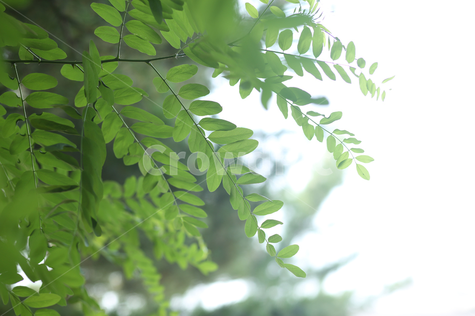 아카시아,싱그러움,배경,녹색배경,자연,시원함,식물,자연,plants,nature,휴식,힐링,rest,relaxation,healing
