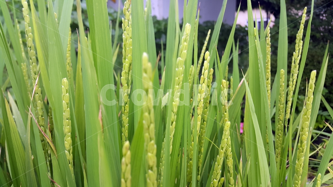 plant,식물,vegetation,초목,grass,잔디,쌀,벼,농사,자연,농작물,초록,녹색