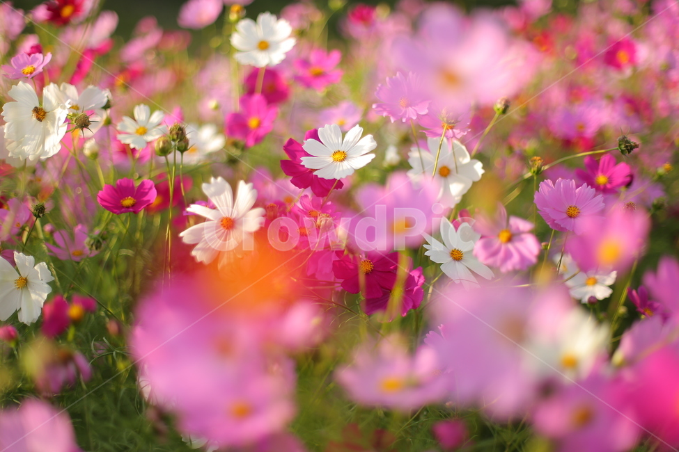 코스모스,가을,꽃,가을꽃,꽃밭,야외,가을풍경,색감,flowers,fall,가을하늘,가을,계절,fall,autumn,season,식물,자연,plants,nature,꽃,flower,spring,봄,plant