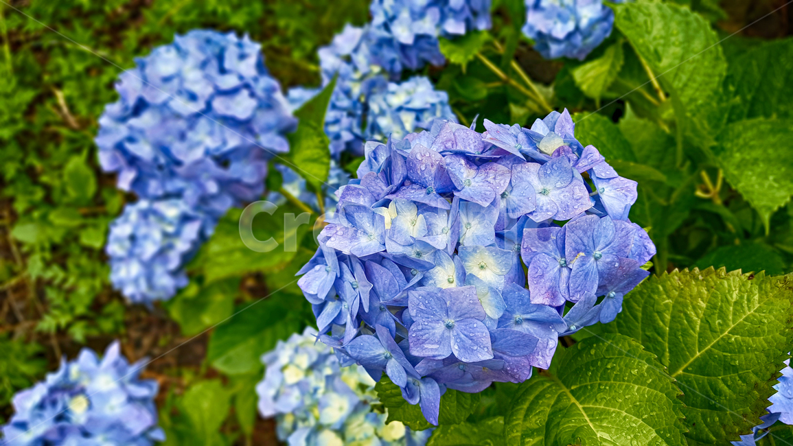 수국,수국화,flower,꽃,plant,식물,blossom,geranium,제라늄