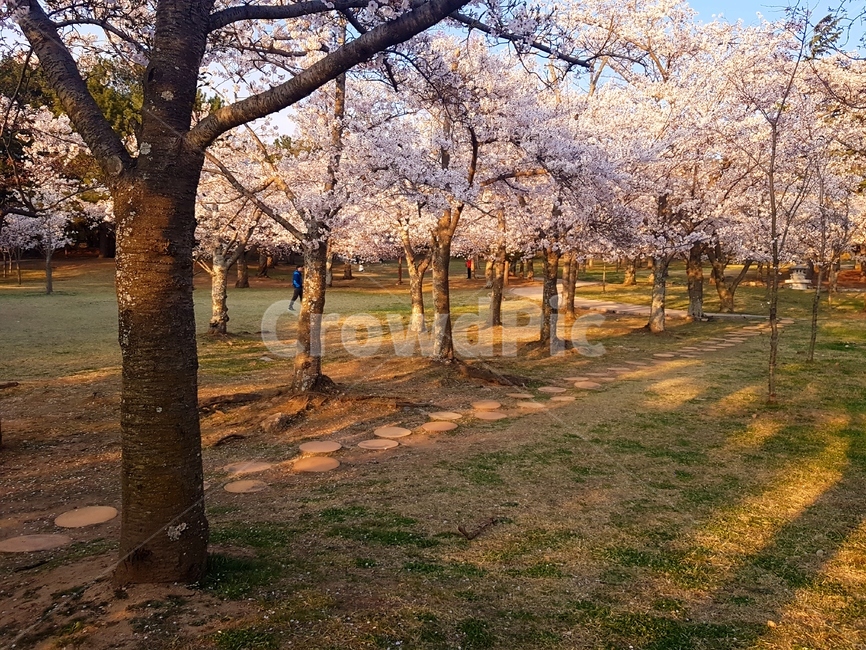 벚꽃,공원,거리,경주,봄