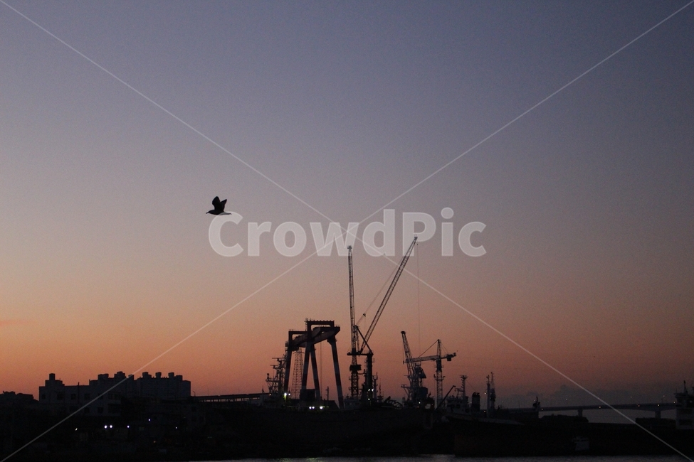 새벽항,새벽항구,dawnport,갈매기,일출항구,새벽바다,새벽하늘,일출,항구