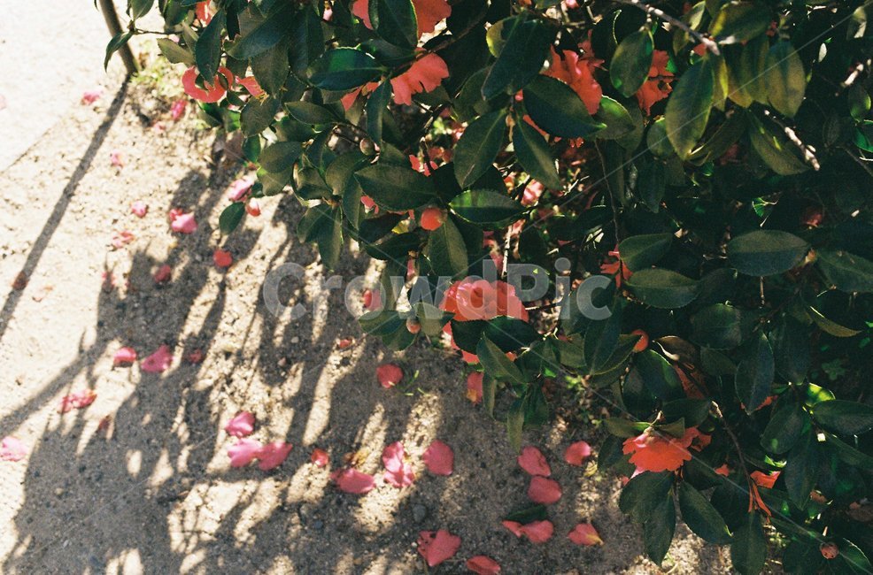 꽃,화단,붉은,동백,동백꽃,동백나무,꽃잎,그림자,필름,필름사진,식물,자연,plants,nature,꽃,flower