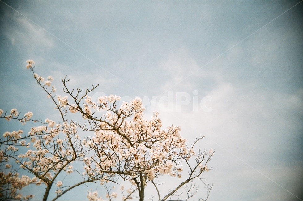 봄,벚꽃,하늘,벚나무,맑음,벚,봄꽃,꽃놀이,벚꽃놀이,식물,자연,plants,nature,꽃,flower