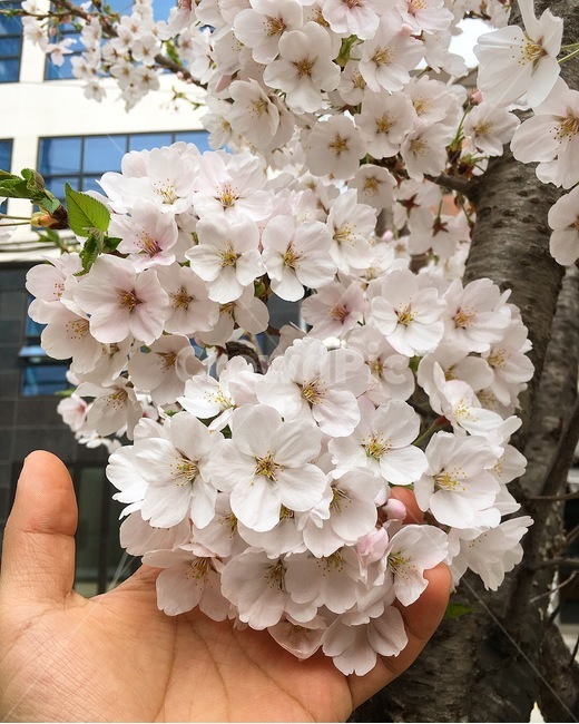 봄,나무,가지,벚꽃,일상,손,컨셉,봄,계절,spring,season,식물,자연,plants,nature,꽃,flower,plant,blossom,geranium,제라늄