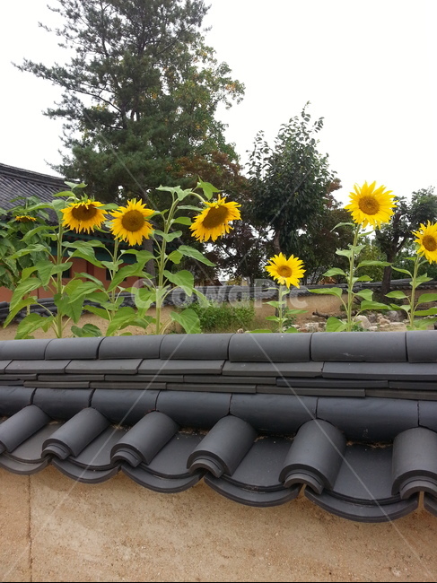 해바라기,꽃,자연,여름,sunflower,flower