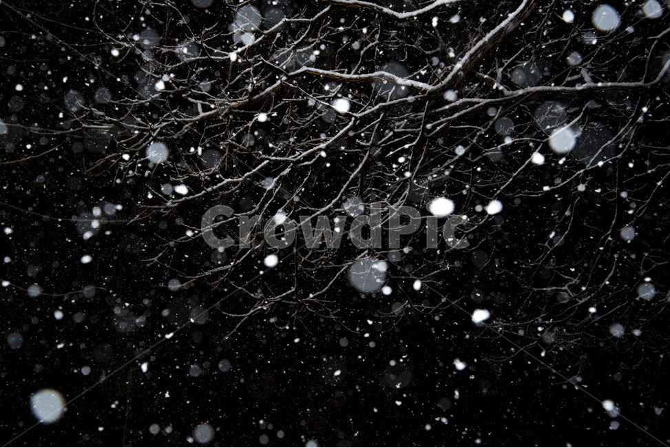눈,밤,어두운,눈내리는,함박눈,나뭇가지,겨울,계절,winter,season,자연,풍경,nature,landscape,나무,trees,wood,흑백,모노톤,monochrome,black and white,outdoors,옥외