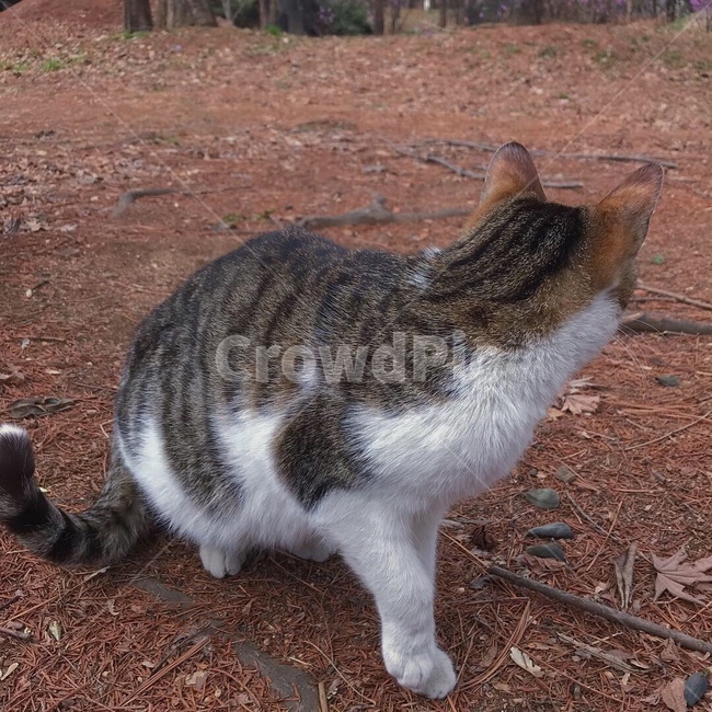 kitten,stray cat,cutie,Meow,Meow meow,cat