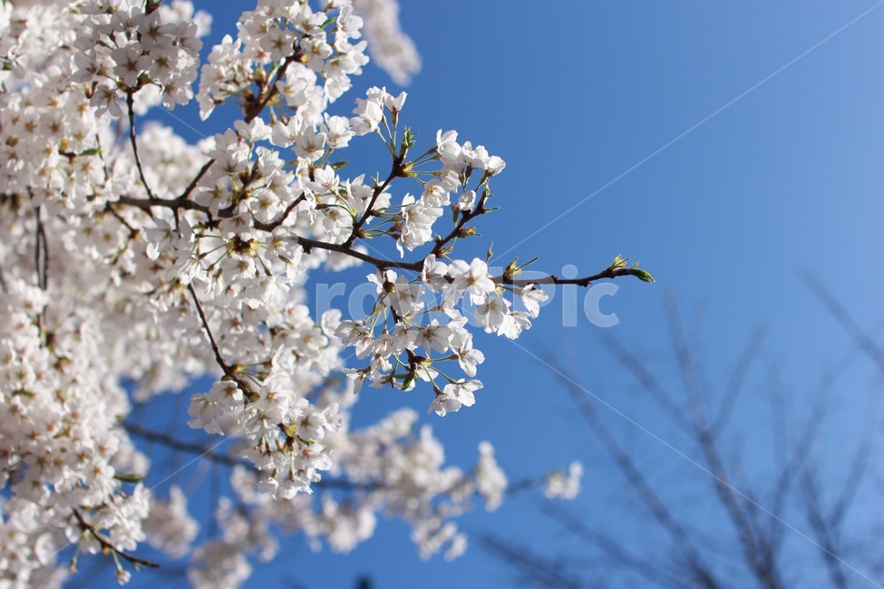 꽃,식물,꽃잎,만개,벚꽃,바탕화면,flower,sakura,봄,봄날,핑크색