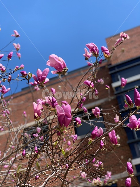 꽃,봄,목련,꽃구경,벚꽃,cherryblossom,flower,spring,weather,nature,식물,자연,plants,nature,꽃,flower