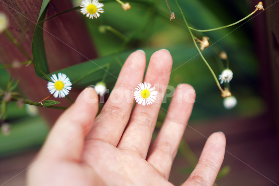 계란꽃,들꽃,하얀꽃,꽃,감성,식물,자연,plants,nature,꽃,flower,사람,인물,인간,human,person,신체일부,몸,body,감성,sensible,feeling