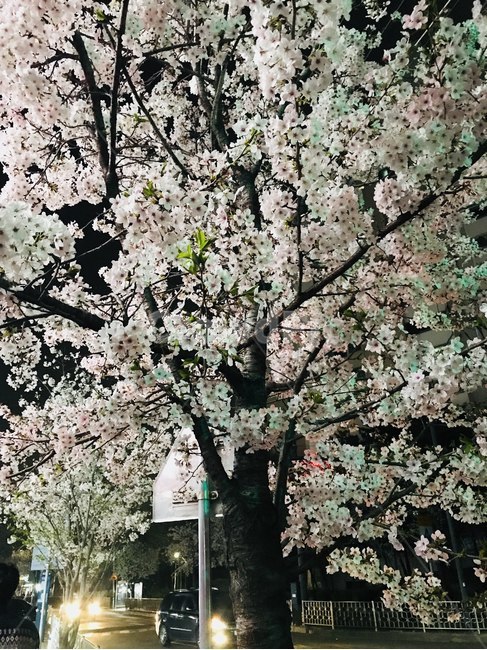 밤,벚꽃,봄나무,꽃,flower,식물,자연,plants,nature,꽃,flower,나무,trees,wood