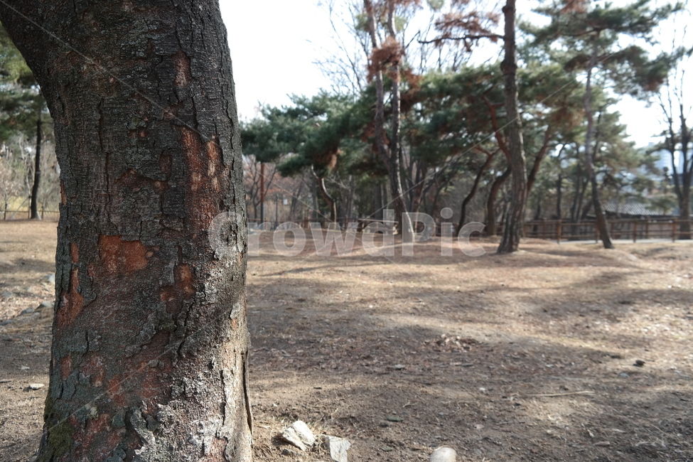 나무,아웃포커싱,trees,tree,나뭇잎,소나무,벽,공원,park,자연,풍경,nature,landscape,plant,식물,tree trunk,나무 줄기