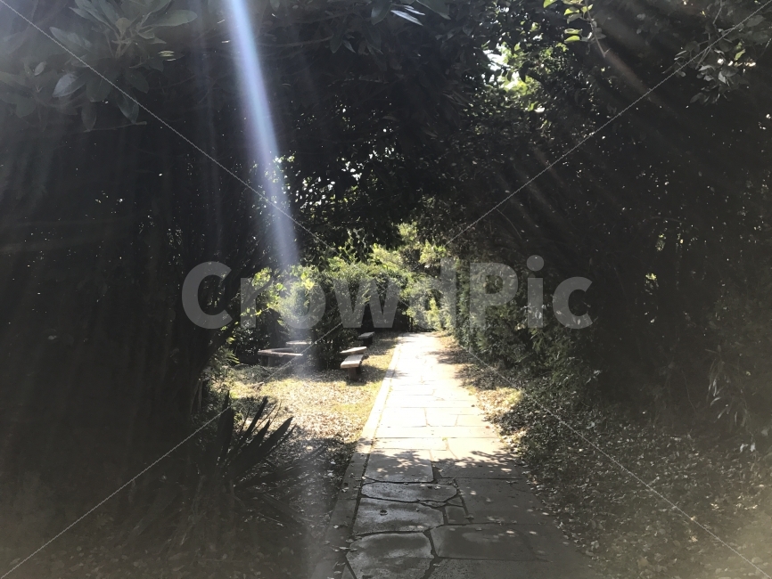 제주도,자연,무보정,올레길,숲길,자연,풍경,nature,landscape,휴식,힐링,rest,relaxation,healing,walkway,보도,path,통로
