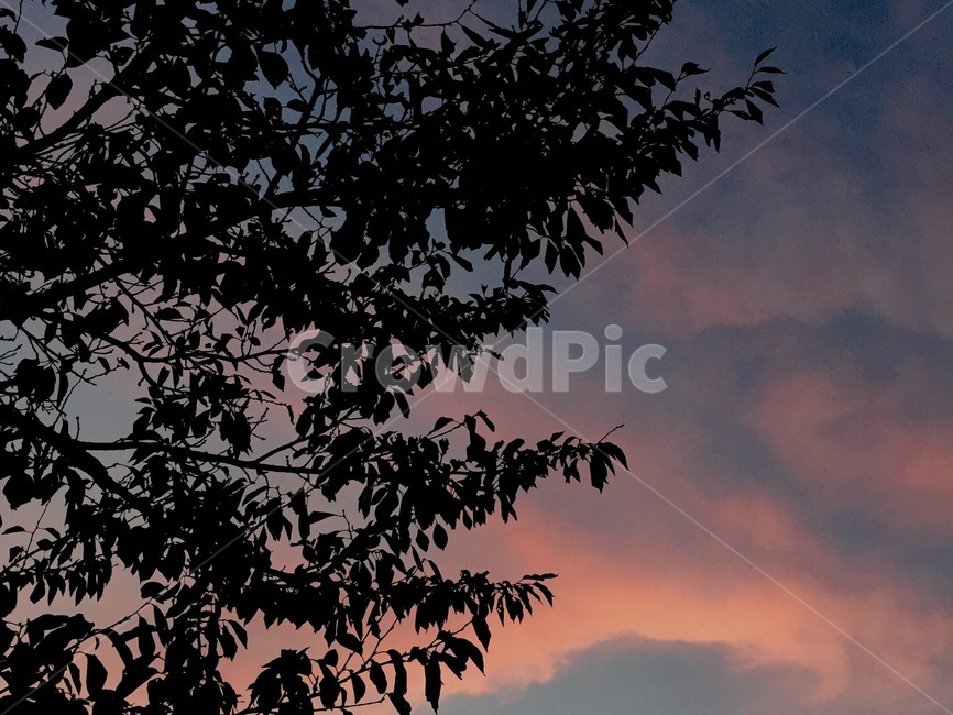 하늘,경치,배경,감성,분위기,구름,cloud,sky,sentiment,tree,leaf,나무,분홍,저녁,노을,night,자연,풍경,nature,landscape,실루엣,그림자,silhouette,shadow,outdoors,옥외