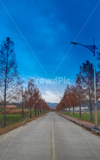 길,공원,가을,가을나무,풍경,road,park,fall,autumn,landscape,한국,부산,대저생태공원,southkorea,busan,photography,자연,풍경,nature,landscape,도로,asphalt,아스팔트,freeway,고속 도로,highway,고속도로