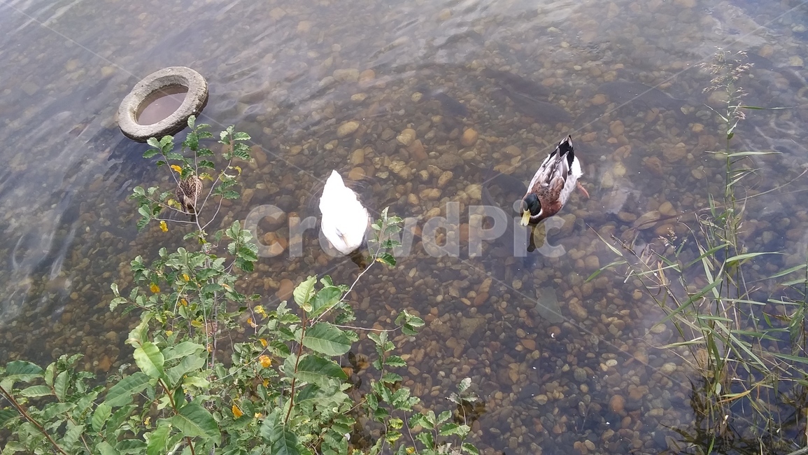 오리,동물,animal,옥외,bird,새,nature,자연,물,워터,water,호수,싱그러움,전원,수면,조류,새,birds