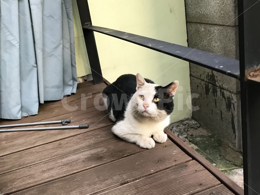 길냥,길고양이,시선,기다림,밥줘,밥내놔,다소곳,동물,animal,포유류,mammal,고양이,cat,kitten,kitty
