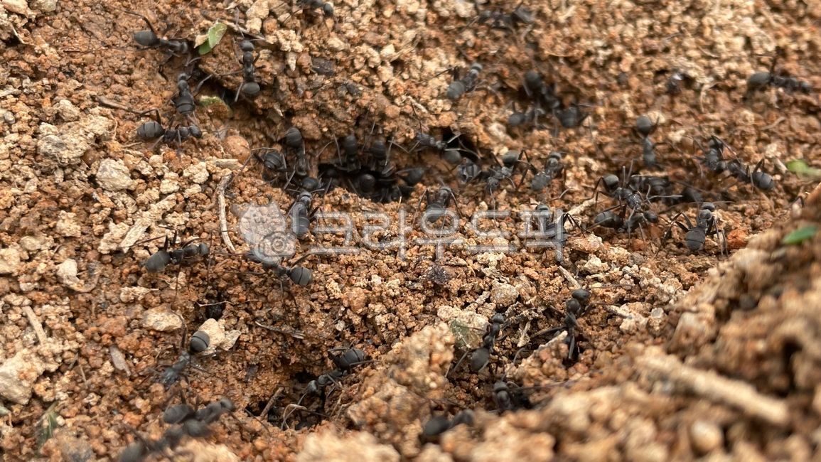 Ant,anthill,ant nest,cooperation,diligence,organization,field ant,black ant,insect,industriousness,labor,nature,ecosystem,worker ant,colony,ant swarm,diligence and sincerity,habitat,community