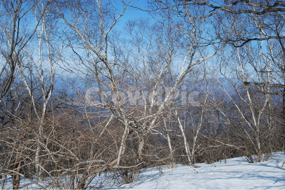 방태산,강원도,강원도인재,주억봉,방태산자연휴양림,겨울,계절,winter,season,자연,풍경,nature,landscape,한국자연풍경,한국자연경관,korea nature landscape,plant,식물,tree,나무,outdoors,옥외