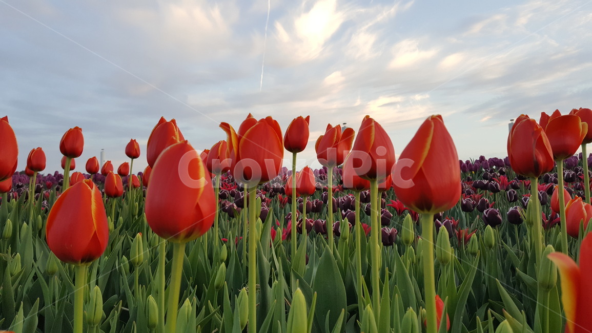 튤립,꽃,tulip,flower,식물,plant,자연,nature,식물,자연,plants,nature,꽃,flower